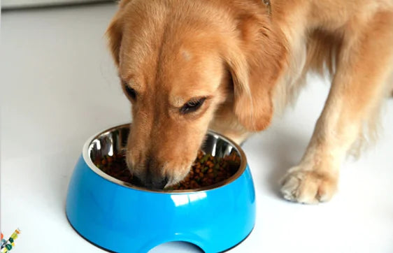 Multi-Color Stainless Steel Pet Bowl for Cats and Dogs
